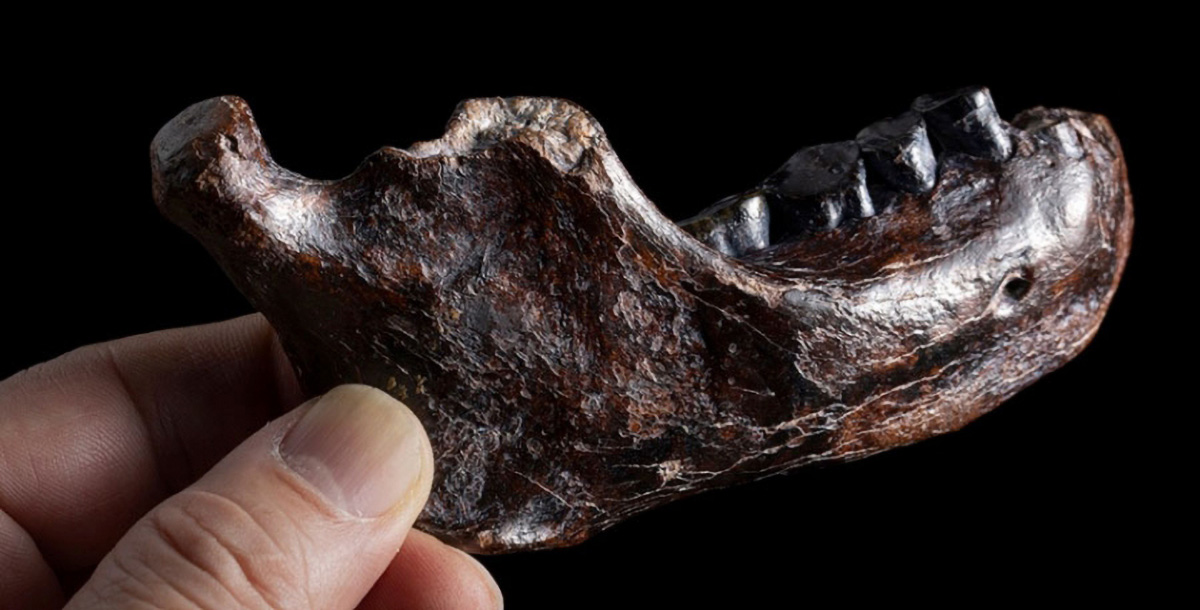 Mystery Fossil de Taiwan identifié comme Denisovan 