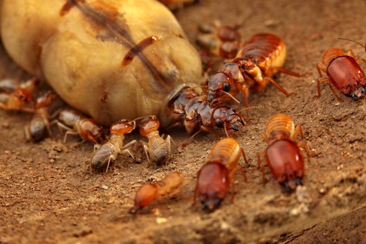 Mystère résolu;: pourquoi les rois et les reines des termites sont monogames