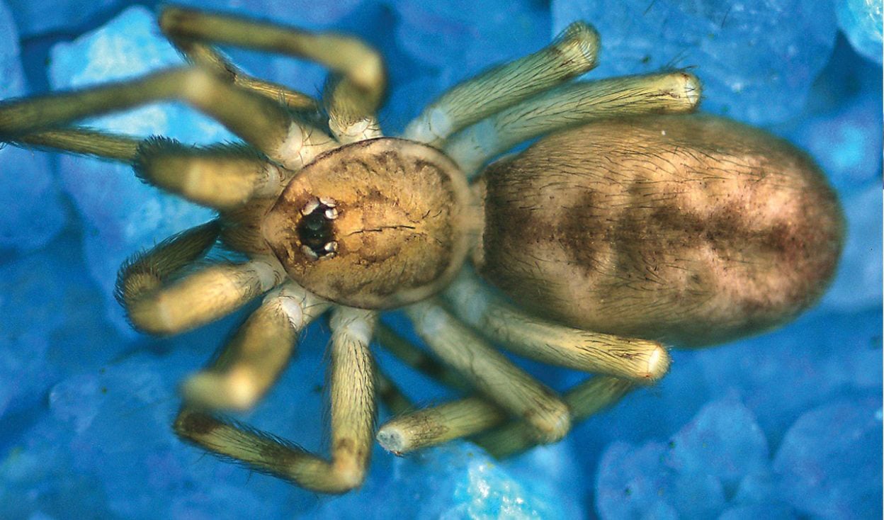 Des scientifiques découvrent une nouvelle araignée minuscule qui chasse des proies 6 fois plus grandes