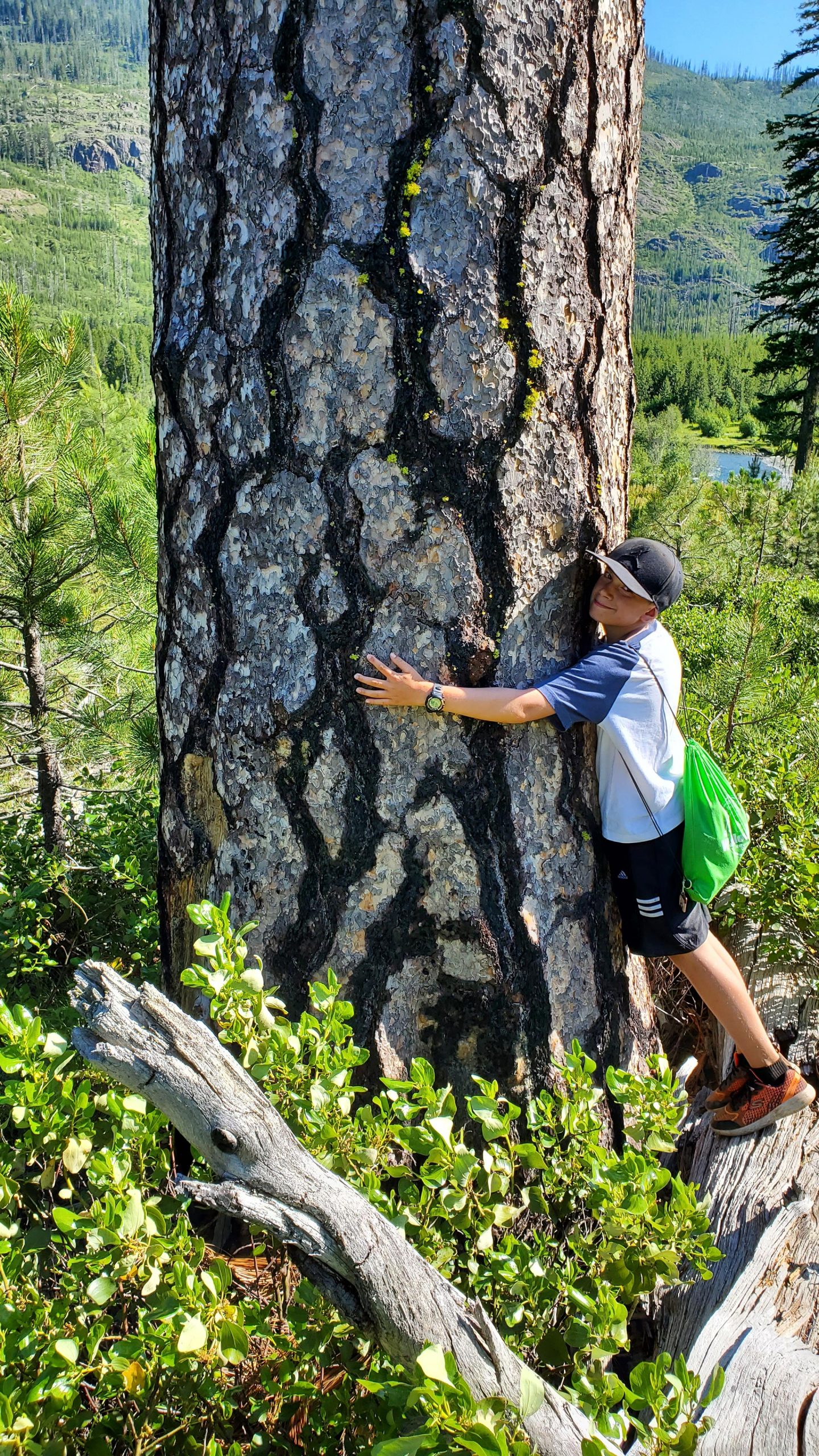 Les grands arbres dominent le stockage du carbone dans les forêts: 3% des arbres représentent 42% du stockage du carbone