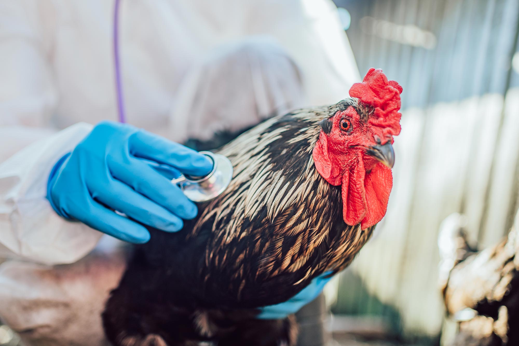 La grippe oiseaux tue maintenant des chats à un taux de décès de 90%