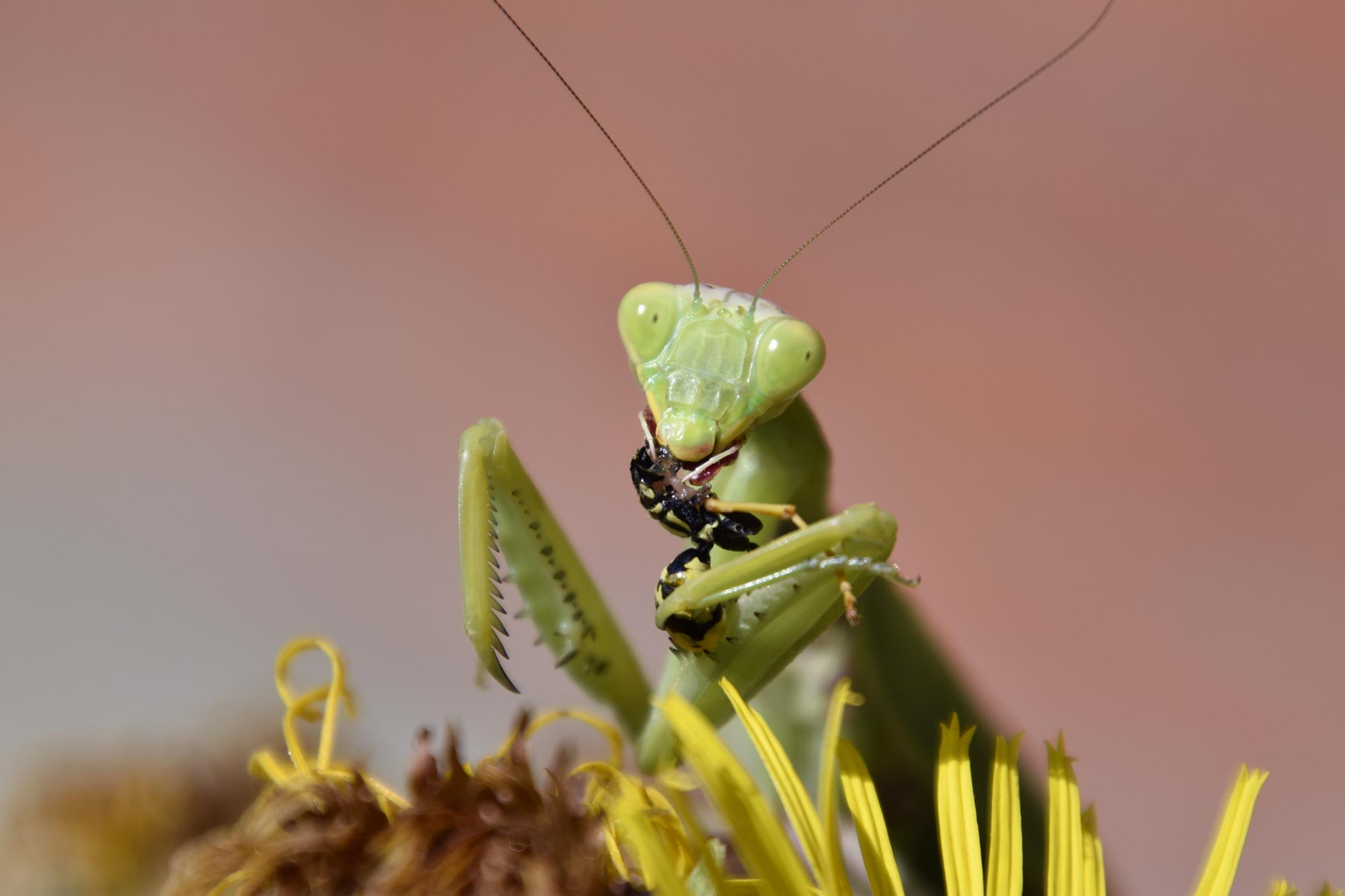 Insectes utiles et leur réponse aux changements de paysage agricole