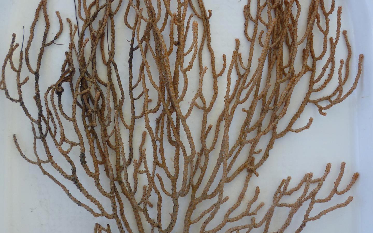 Nouveau corail en eau profonde découverte dans une partie de l'écosystème marin inexploré