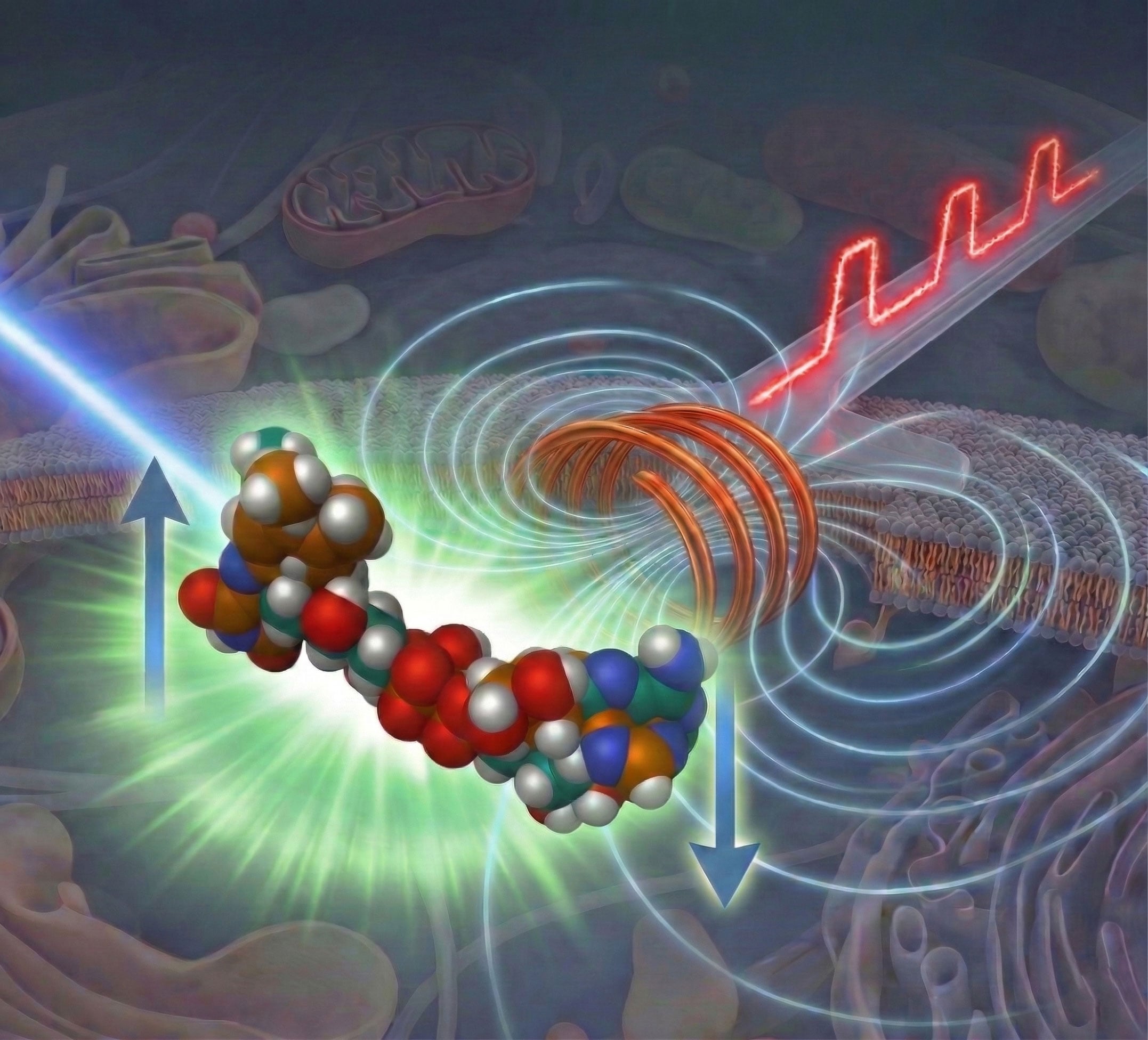 Des scientifiques dévoilent une percée en microscopie qui révèle des états moléculaires « invisibles »