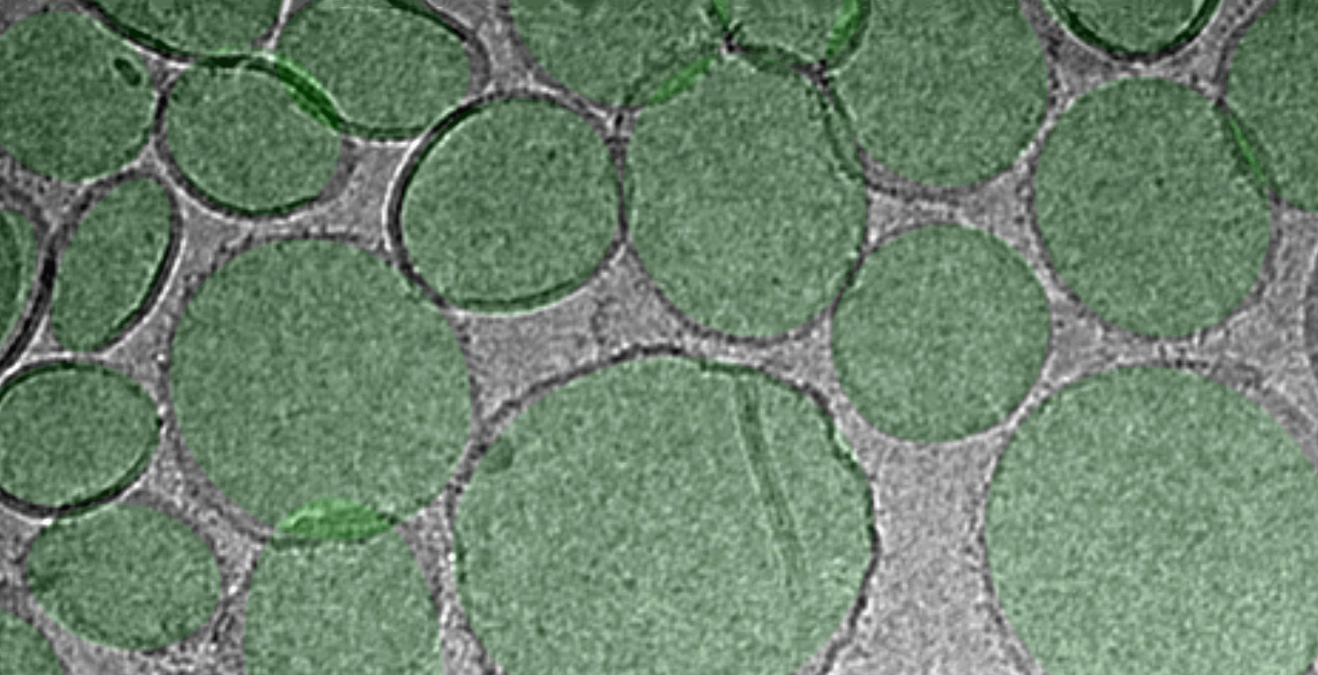 Les nanoparticules développées pour cibler le «talon d'Achille» du coronavirus 