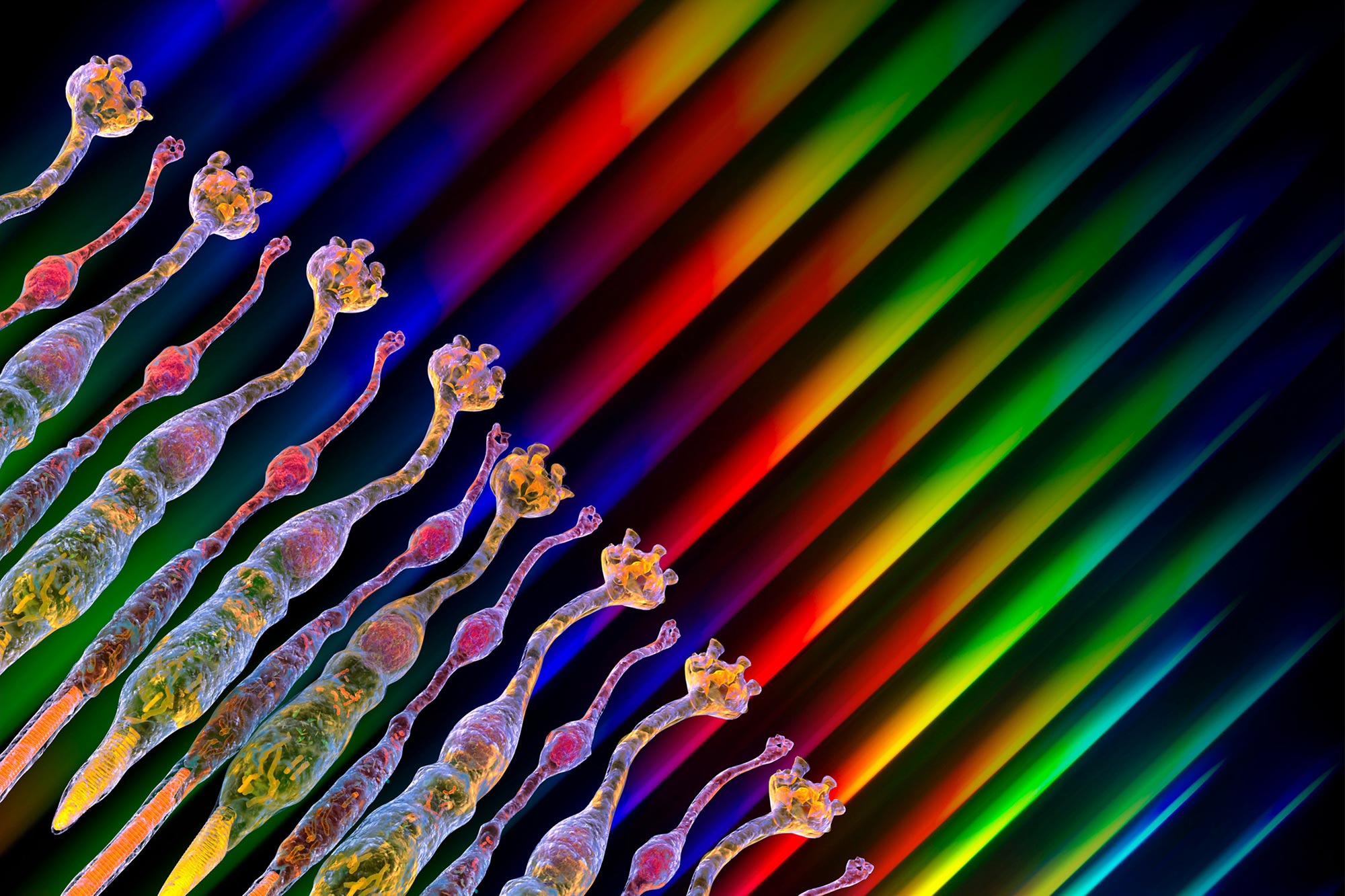 La recherche UCLA révèle que les cônes «dormants» dans la dégénérescence rétinienne peuvent préserver la fonction visuelle