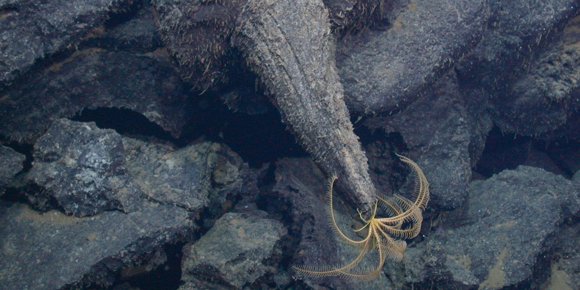 Des scientifiques découvrent des champs de lave géants provenant d’un volcan sous-marin actif