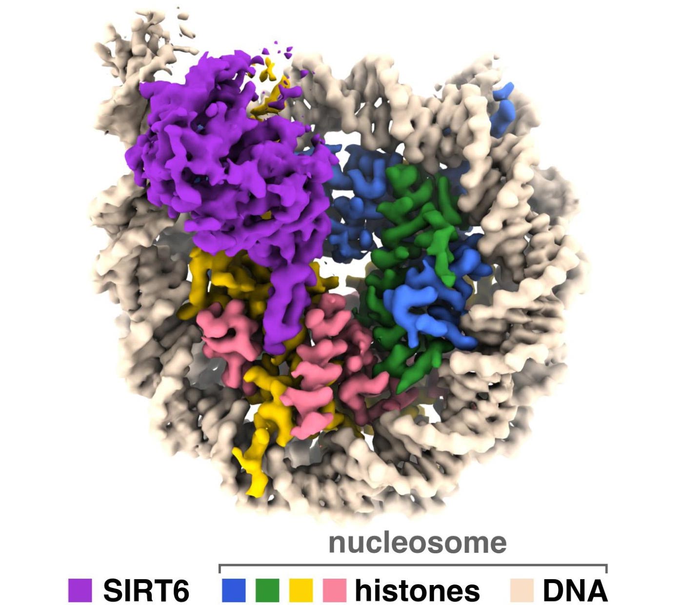 Déverrouiller les secrets du vieillissement: enzymes Sirtuin sous les projecteurs