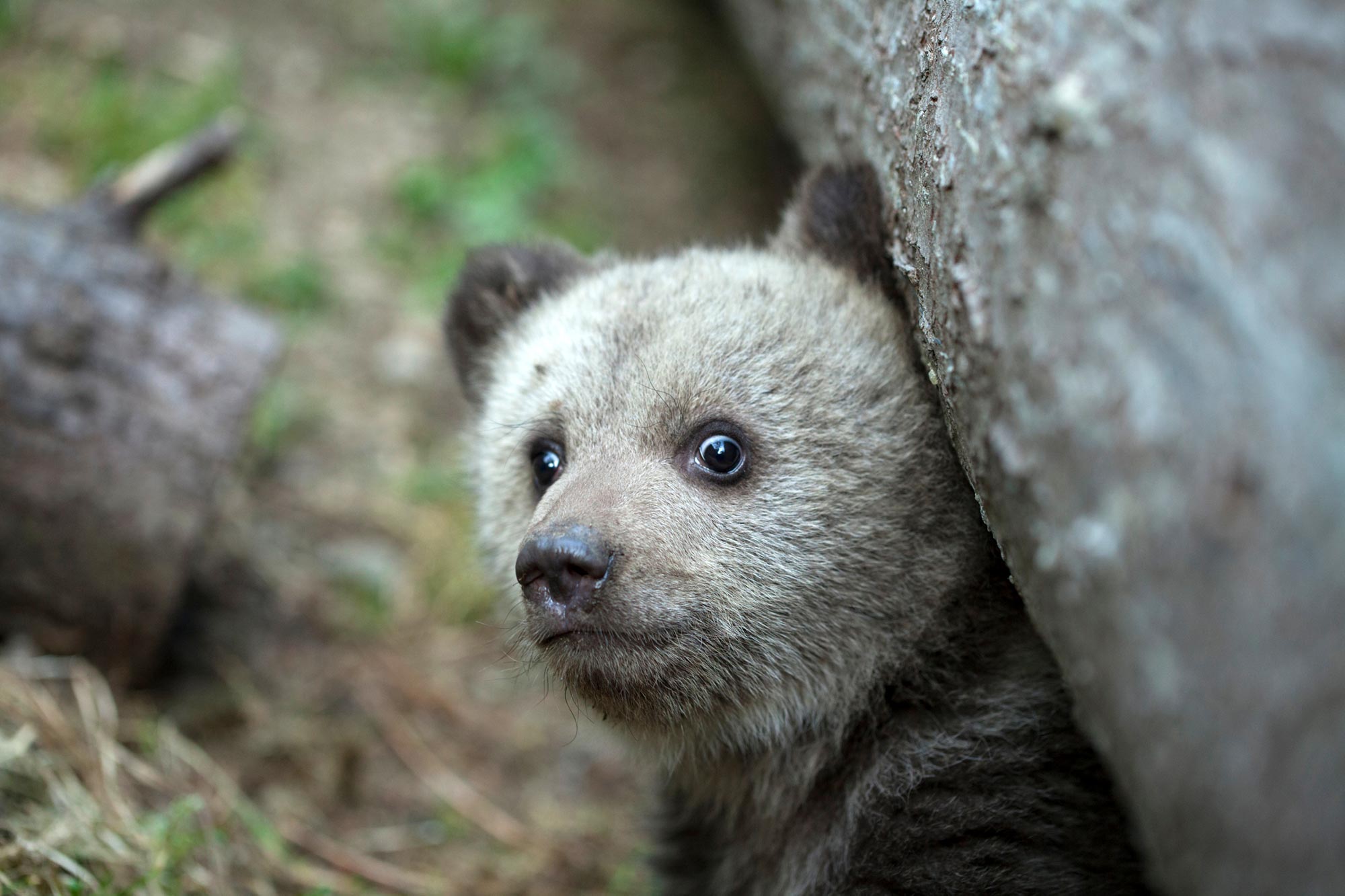 Le mythe des super-prédateurs : les humains sont-ils toujours la bête la plus effrayante des bois ?