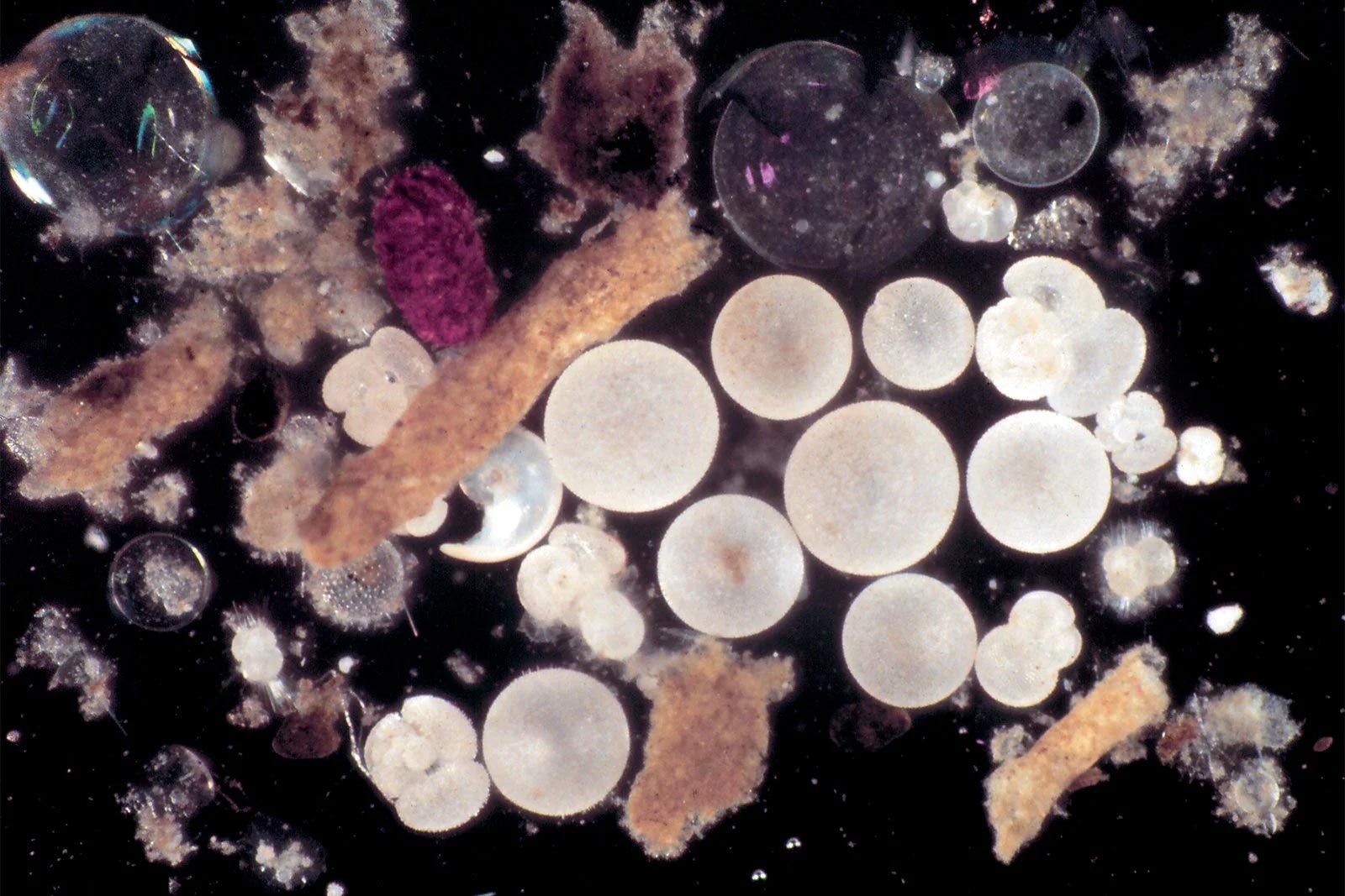 De nouvelles recherches révèlent une incertitude sur la quantité de carbone que l'océan absorbe au fil du temps 