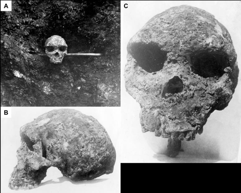 L'ascendance humaine moderne jette dans un doute après la découverte du crâne fossile