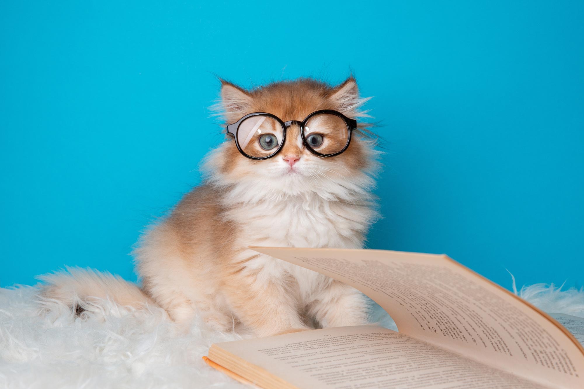 Les chats domestiques pourraient détenir le secret de la lutte contre le cancer du sein