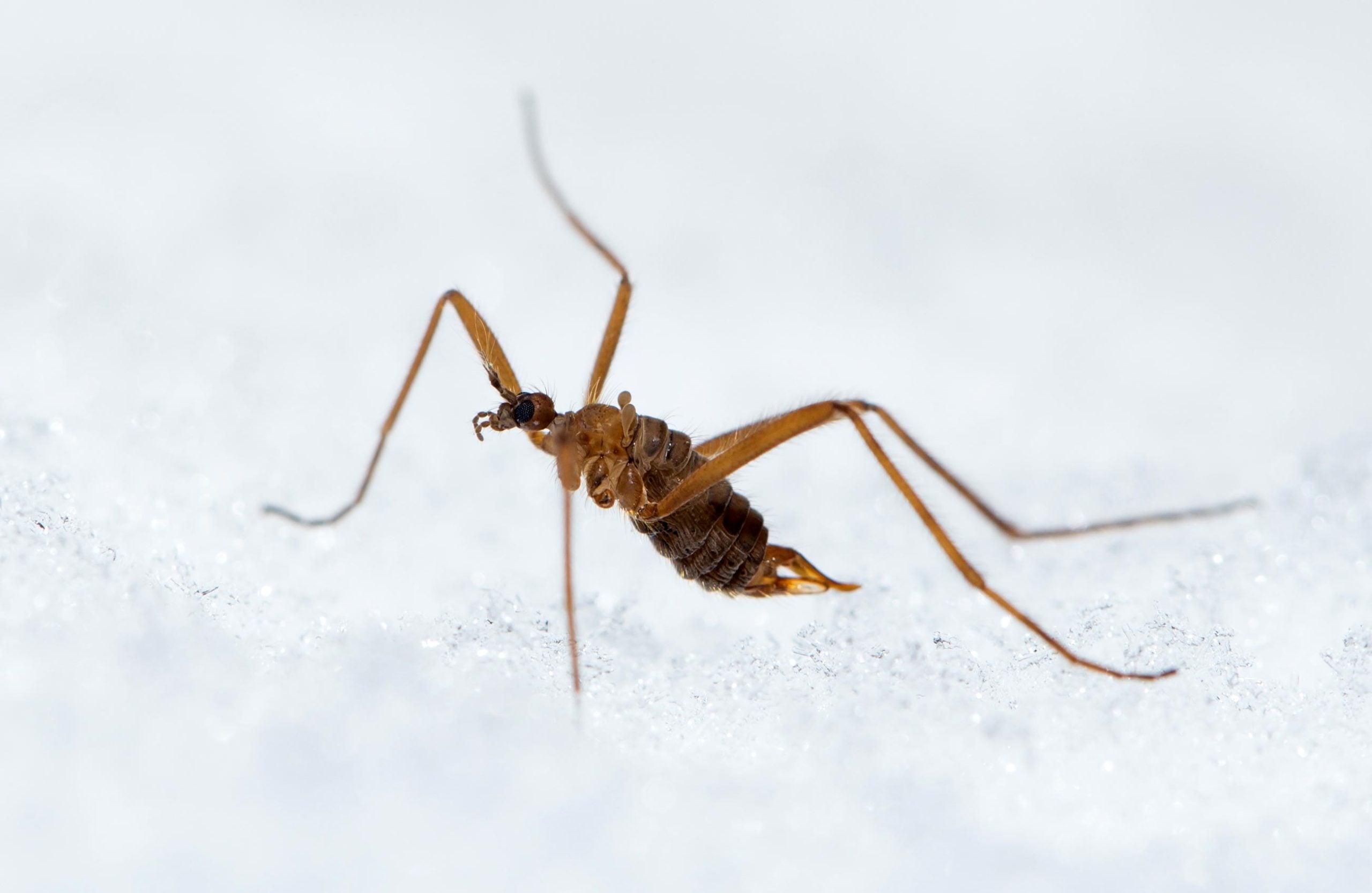 Ce petit insecte devrait mourir de froid, mais ce n’est pas le cas