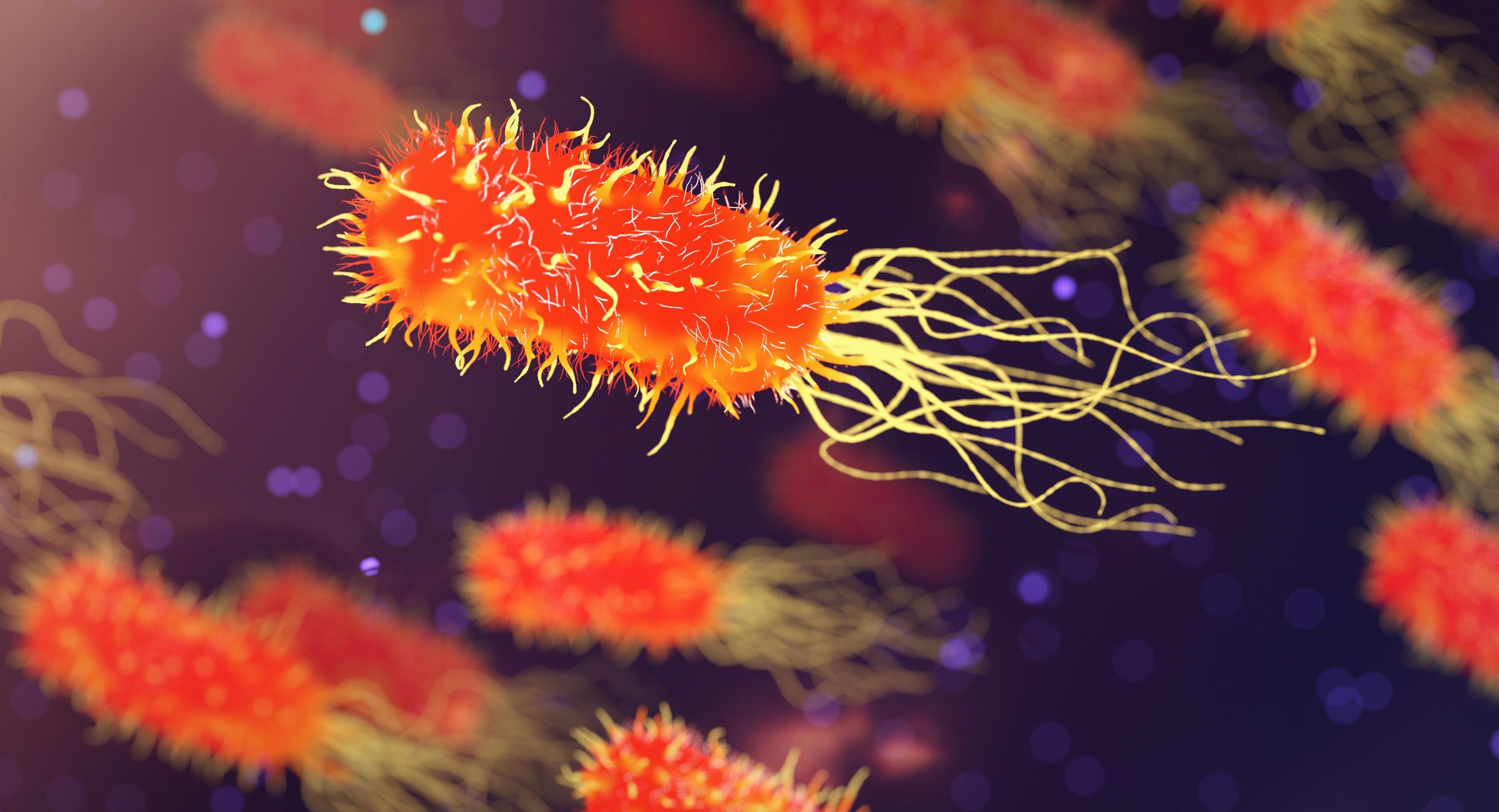 Une plante médicinale oubliée s’avère prometteuse dans la lutte contre les superbactéries dangereuses