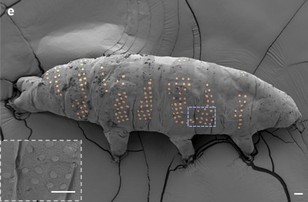 Les scientifiques ont utilisé la nanotechnologie pour «tatouer» les tardigrades