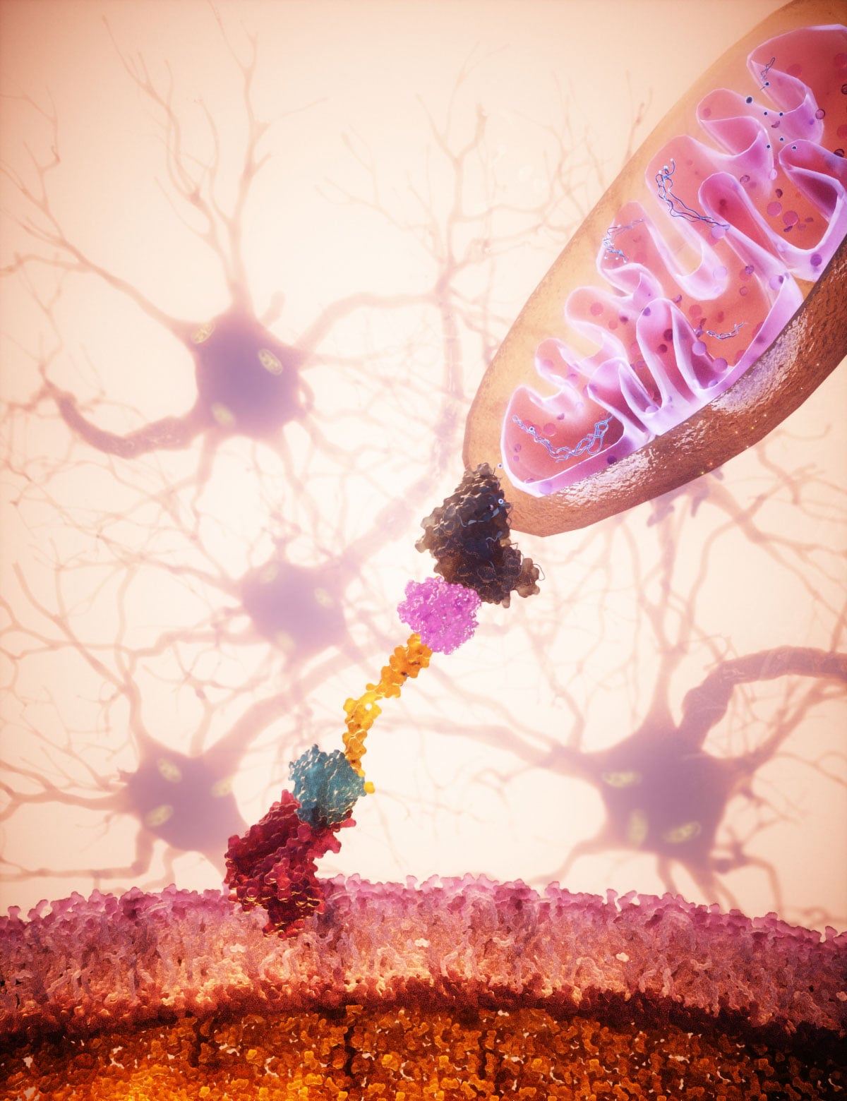 Une technique révolutionnaire envoie des mitochondries saines exactement là où elles sont nécessaires