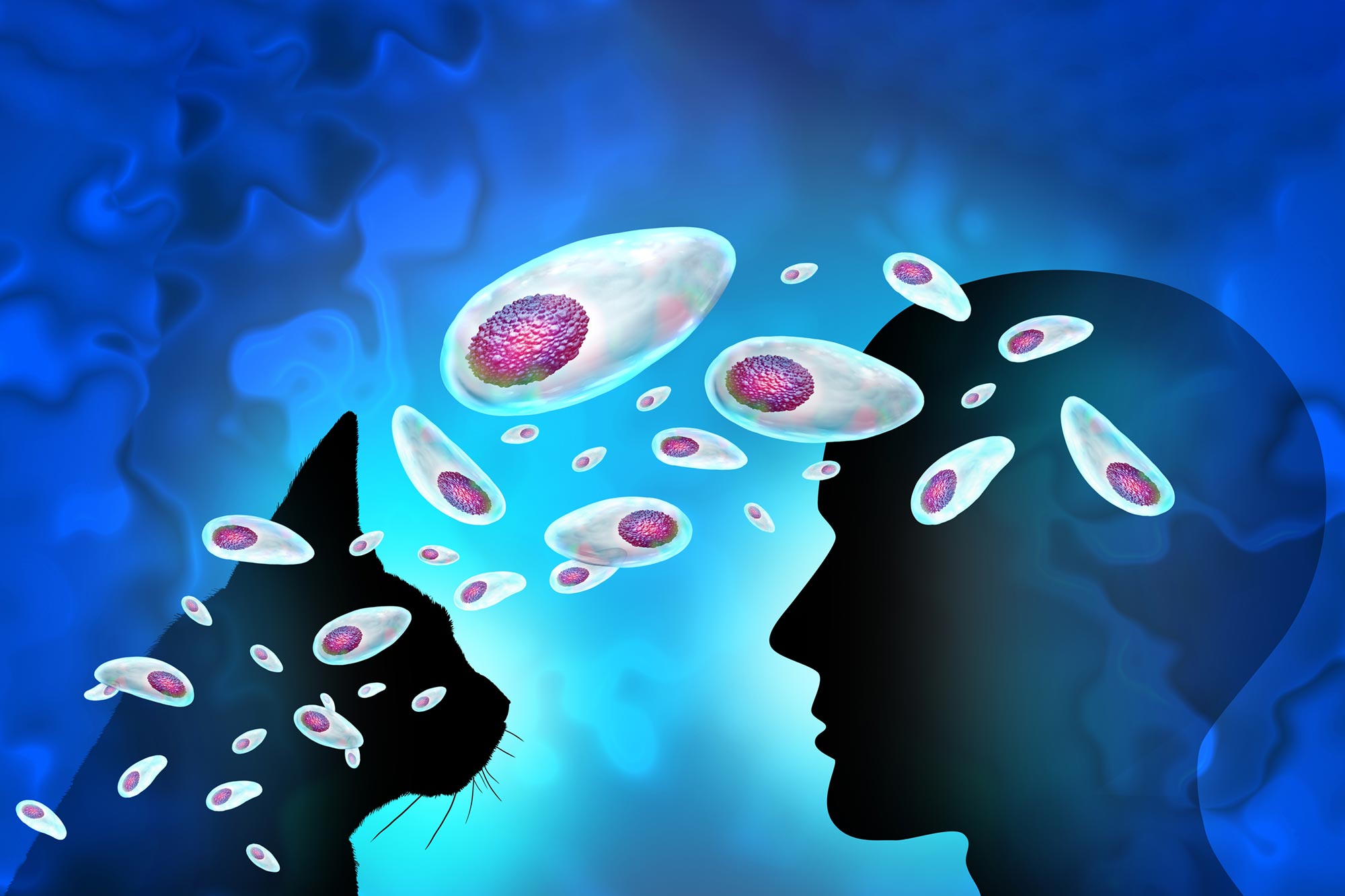 Un parasite transporté par milliards a une vie secrète dans le cerveau