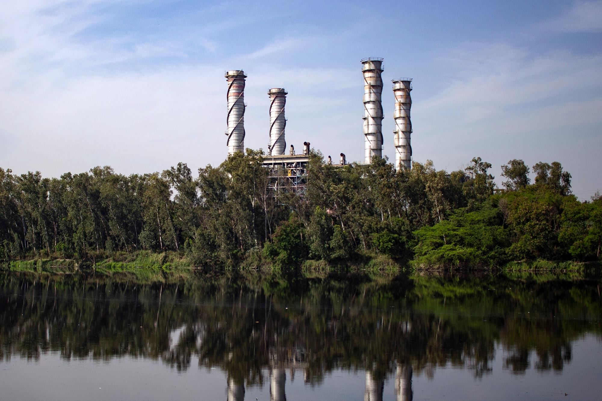 L'étude trouve quels arbres sont les meilleurs dans la lutte contre la pollution de l'air