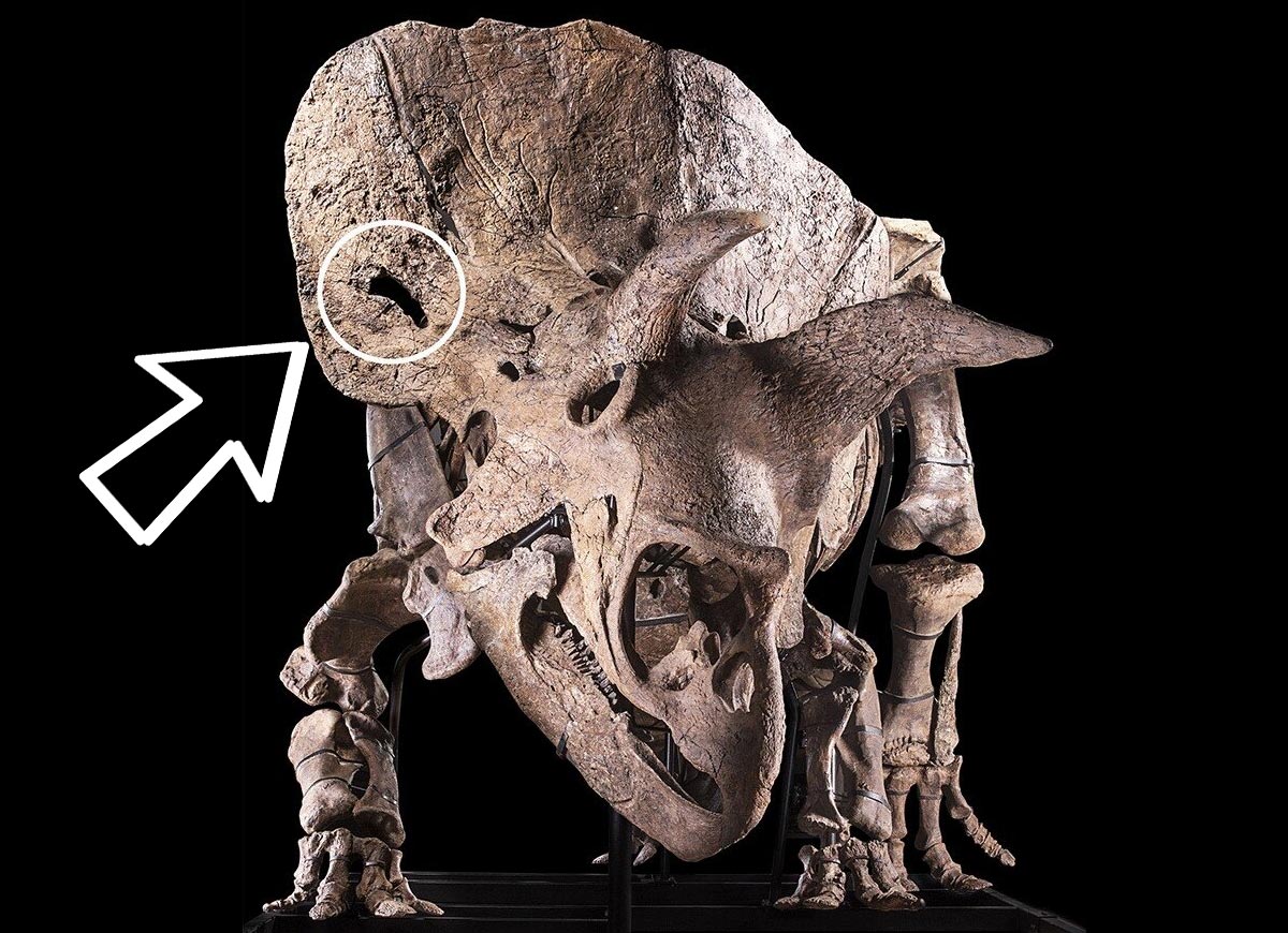 Le spécimen de Triceratops "Big John" a des blessures au crâne qui peuvent provenir du combat avec un autre dinosaure