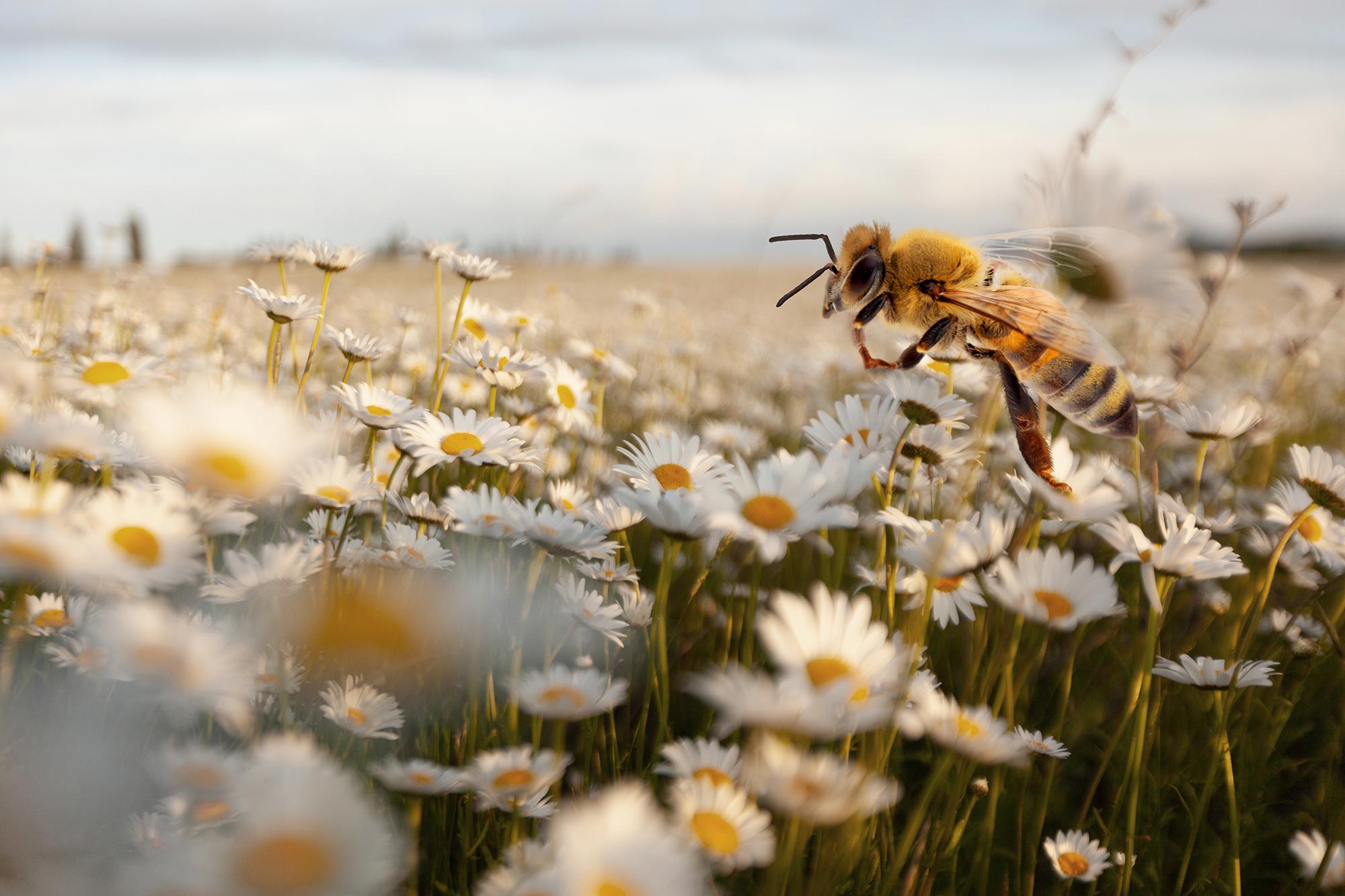 Les scientifiques révèlent le mélange de fleurs ultime pour une cour bourdonnante