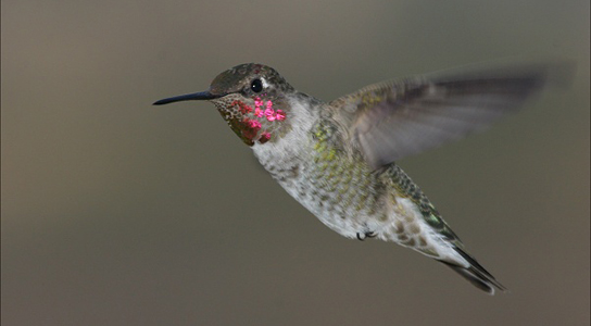 Une vidéo à grande vitesse aide les scientifiques à comprendre la pollinisation des colibris