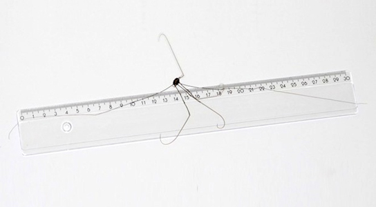 Papa longlegs avec une portée de jambe de 12 pouces découverte