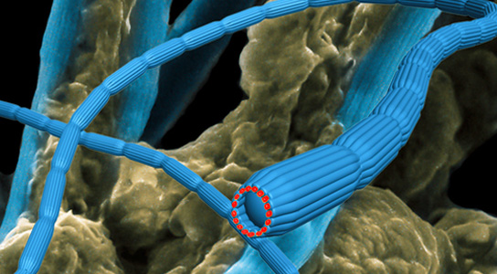 Les bactéries filamenteuses agissent comme des câbles de puissance vivants