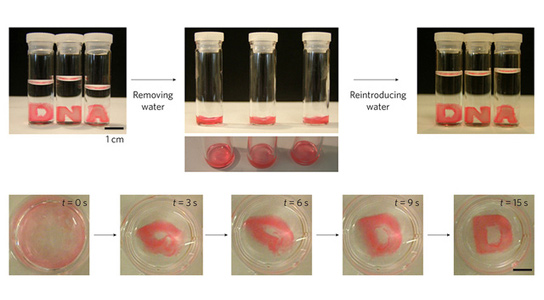 Hydrogels de réception de forme en ADN synthétique